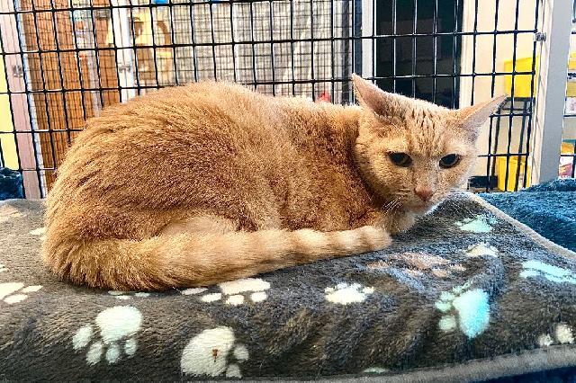 My name is Jazz and I am ready for adoption. Learn more about me!
