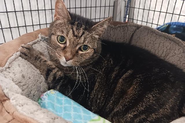 My name is Bundt and I am ready for adoption. Learn more about me!