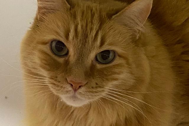 My name at SAFE Haven was Jesse and I was adopted!