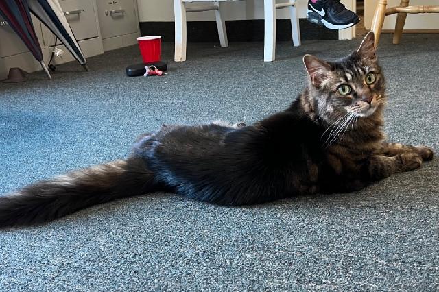 My name at SAFE Haven was Hallie and I was adopted!