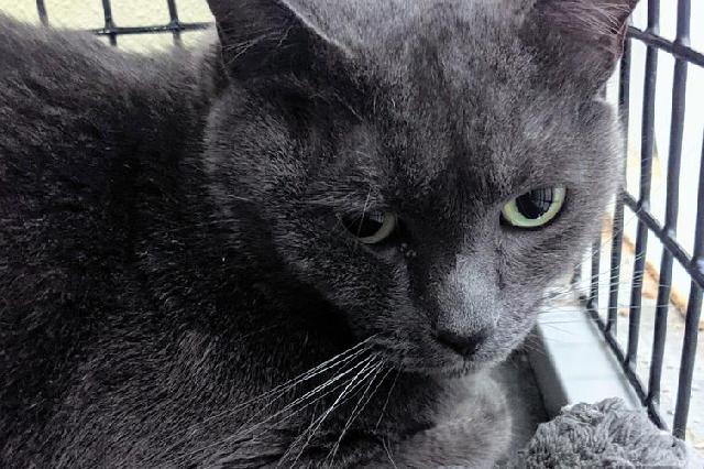 My name at SAFE Haven was Corbin and I was adopted!