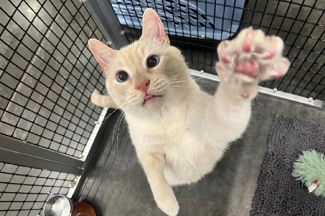 My name is Regis and I am ready for adoption. Learn more about me!