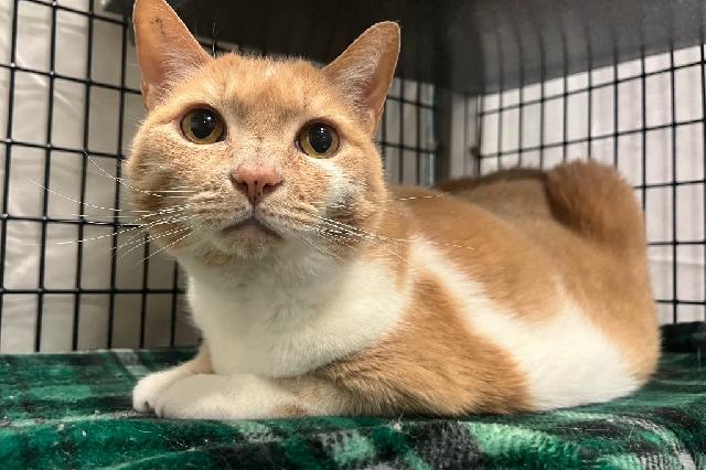 My name is Saranac and I am ready for adoption. Learn more about me!