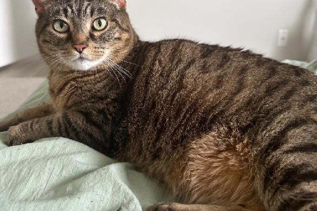 My name is Tabitha and I am ready for adoption. Learn more about me!