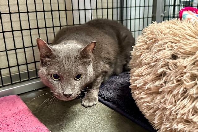 My name at SAFE Haven was Kubert and I was adopted!