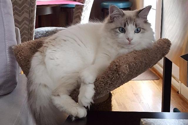 My name at SAFE Haven was Talmadge and I was adopted!