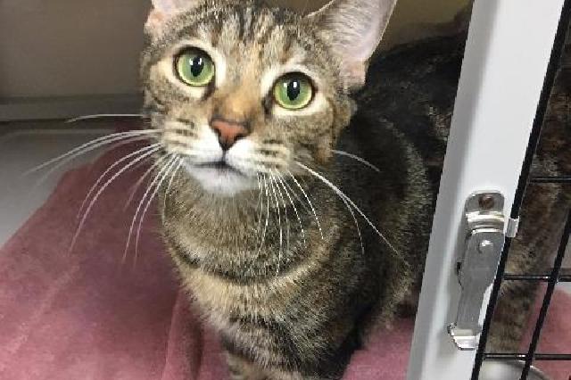 My name is Tobie and I am ready for adoption. Learn more about me!