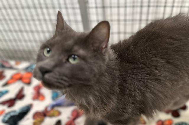 My name at SAFE Haven was Eggo and I was adopted!