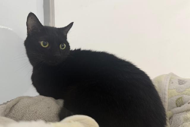 My name is Taven and I am ready for adoption. Learn more about me!