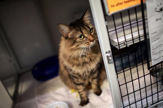 My name is Sira and I am ready for adoption. Learn more about me!