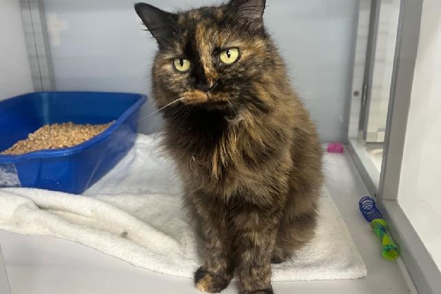 My name at SAFE Haven was Lady Alice and I was adopted!