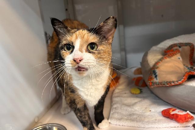 My name is Solstice and I am ready for adoption. Learn more about me!