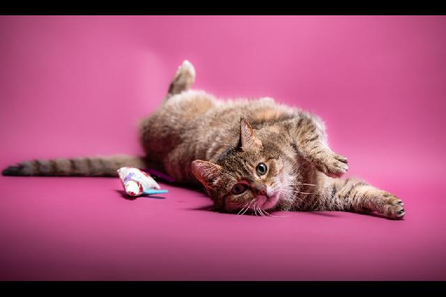 My name at SAFE Haven was Targa and I was adopted!