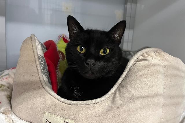 My name at SAFE Haven was Pine and I was adopted!