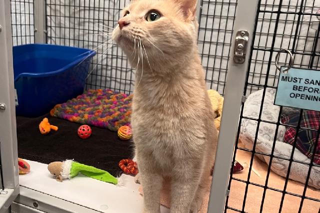 My name at SAFE Haven was Marcelle and I was adopted!