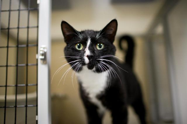 My name at SAFE Haven was Charleston and I was adopted!