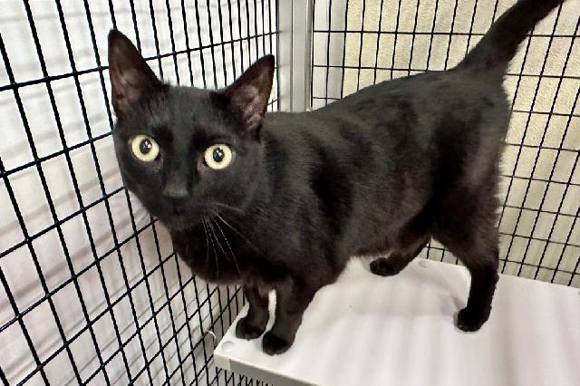 My name is Sweetie Pie and I am ready for adoption. Learn more about me!