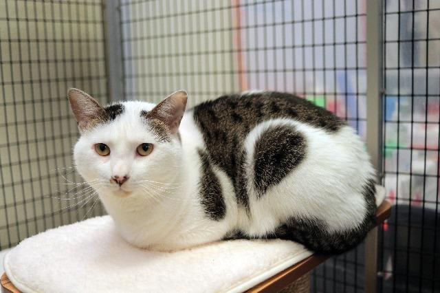 My name is Boomers and I am ready for adoption. Learn more about me!