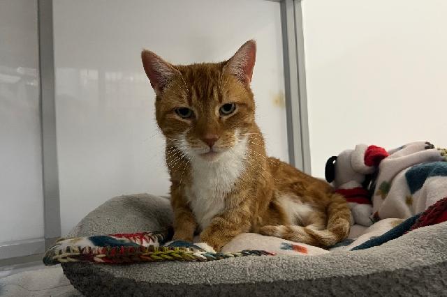 My name is Zack and I am ready for adoption. Learn more about me!