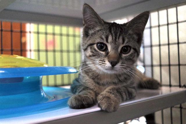 Adopt a Cat I Was Adopted SAFE Haven for Cats