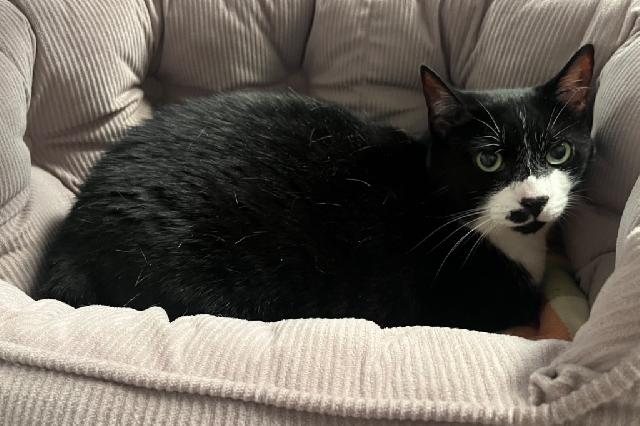 My name is Dapple and I am ready for adoption. Learn more about me!