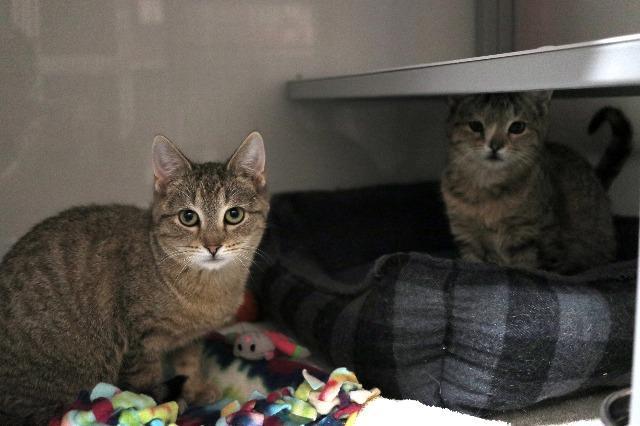 Adopt a Cat - Adopt Me! - SAFE Haven for Cats