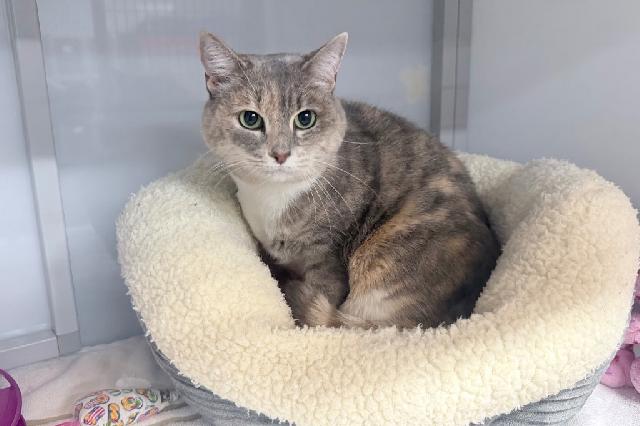 My name at SAFE Haven was Bright Blush and I was adopted!