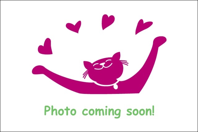 My name is Pilot and I am ready for adoption. Learn more about me!