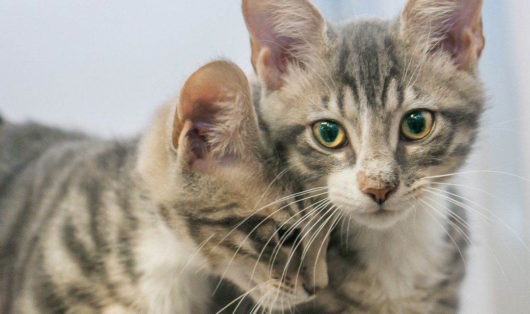 2 Ways to Care for Kitties in March