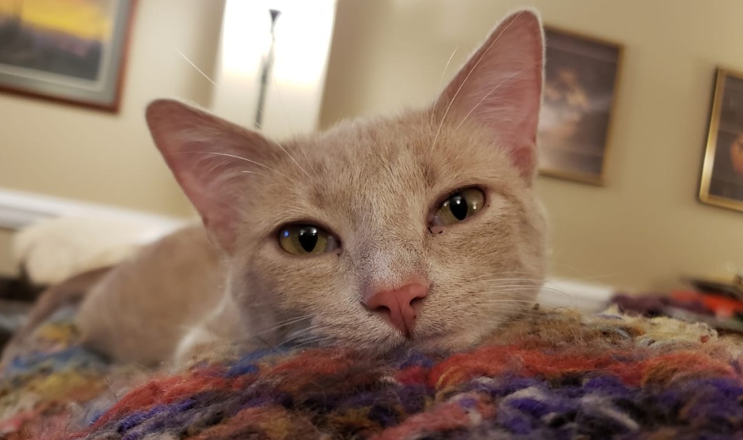 Cornsilk on Couch