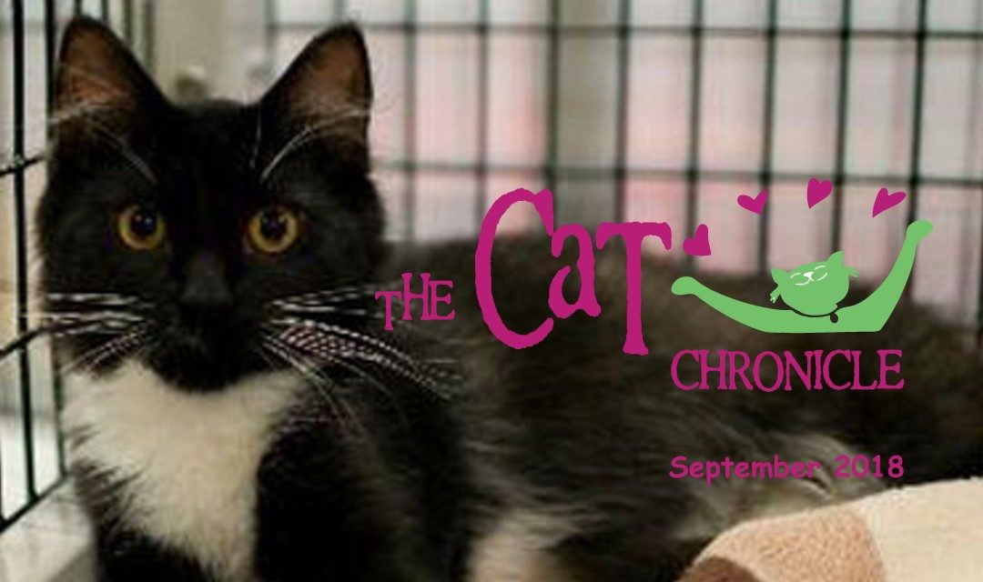 Cat Chronicle 2018-09 Featured