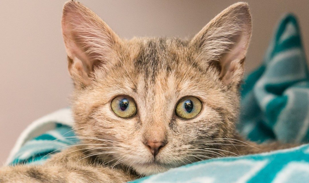 From Adoption to Beyond