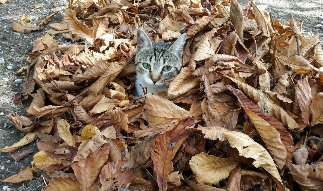 Cat sitting in fall leaves