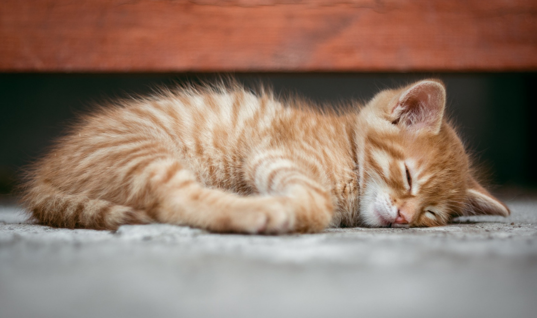 Kitten sleeping - Shelter closed image