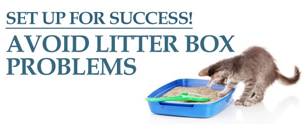 Tips to ensure your cat uses the litter box intro