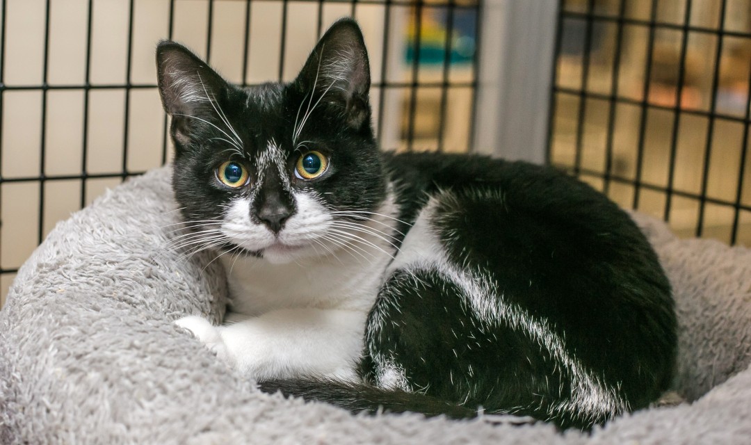 Jericho - cat with black and white markings looking at camera