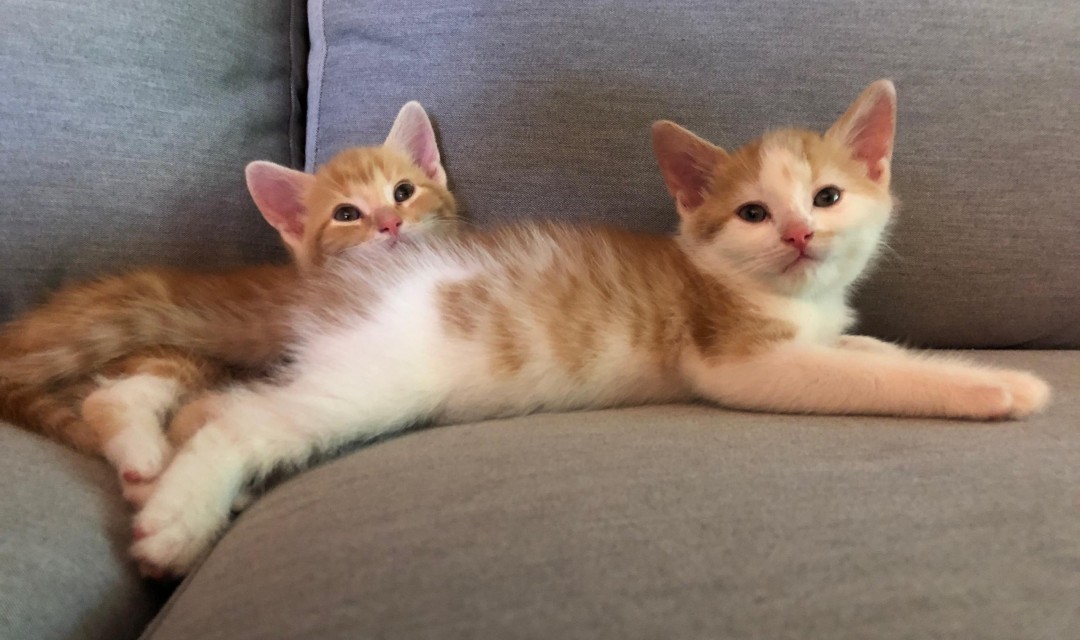 2 orange kittens on couch
