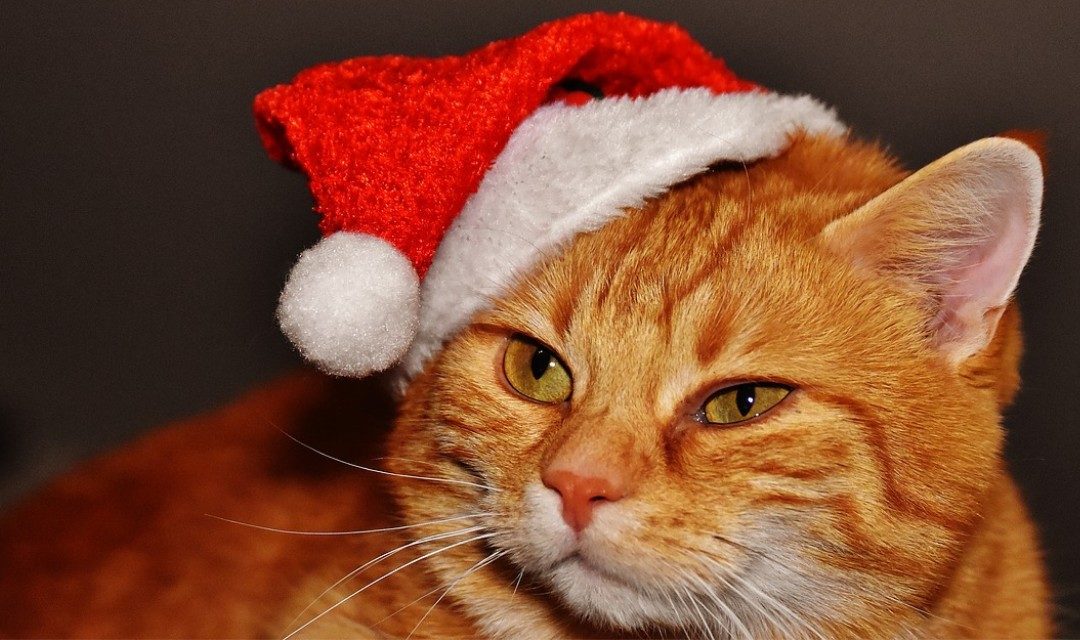 Orange cat wearing a santa hat