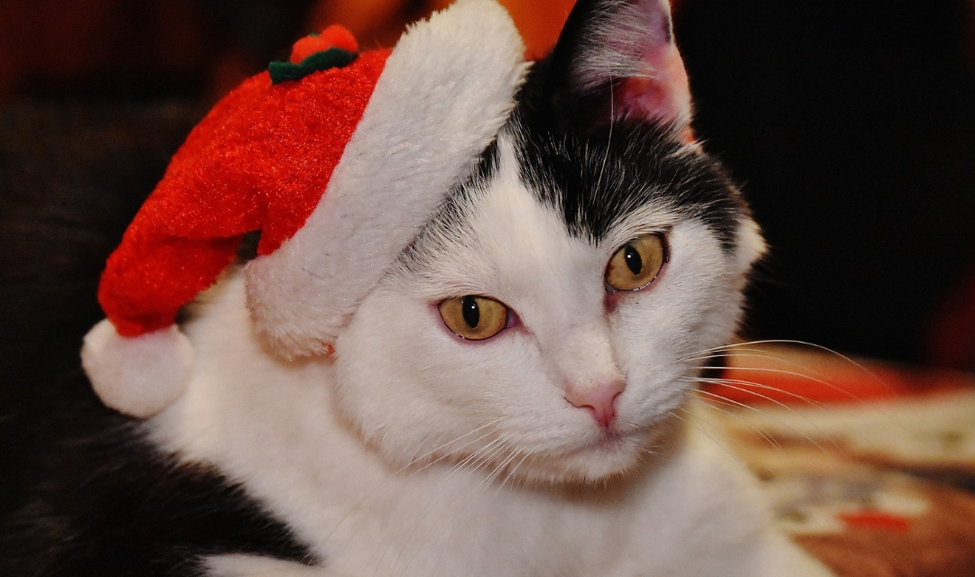 Cat in Santa Hat looking at the camera