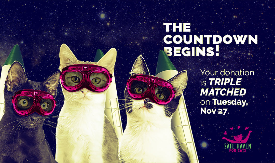 2018 Giving Tuesday Header 1 - 11.26.18 - Three Cats with googles on in front of space background