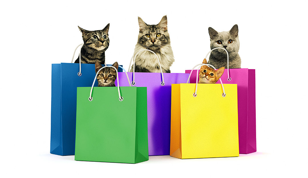 Cat sitting in shopping bags to promote Black Friday Adoption Event