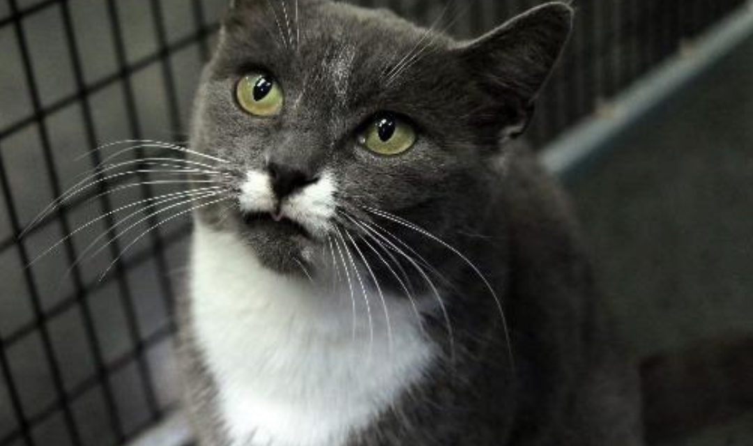 Wow! 48 Cats Found Homes Over Black Friday!