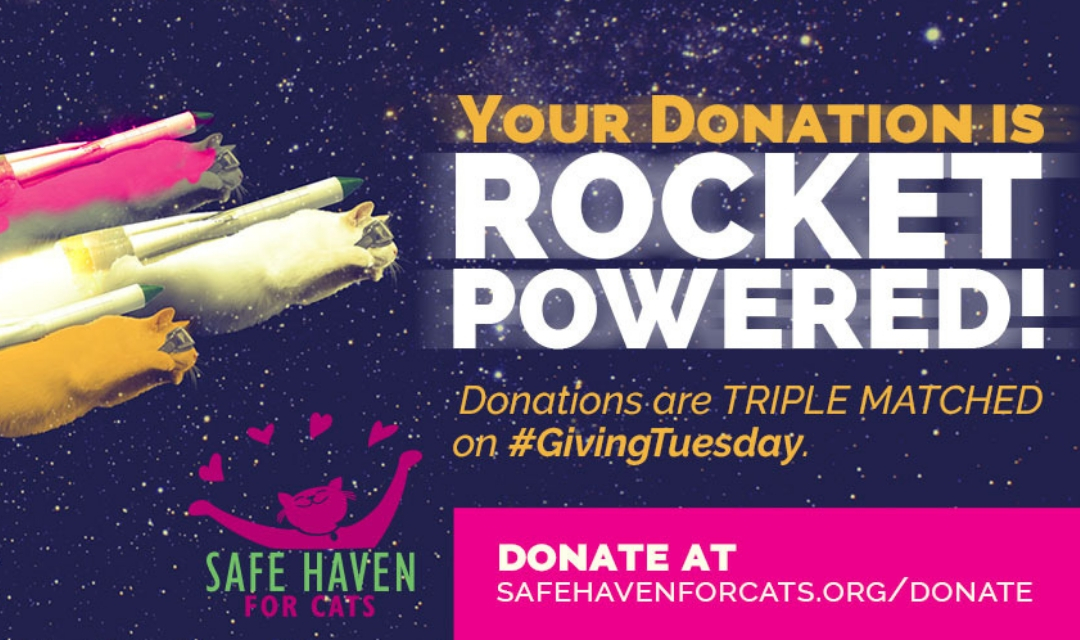 Rocket Cats - Giving Tuesday 2018 - SAFE Haven - text says "Your donation is rocket powered! Donations are triple matched on Giving Tuesday - donate at safehavenforcats.org/donate"