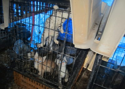 Image of kitten climbing on indoor cage while other kittens look on