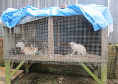 Image of Cats in Outdoor Cage