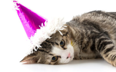 Shelter Is Closed On New Year’s Day!