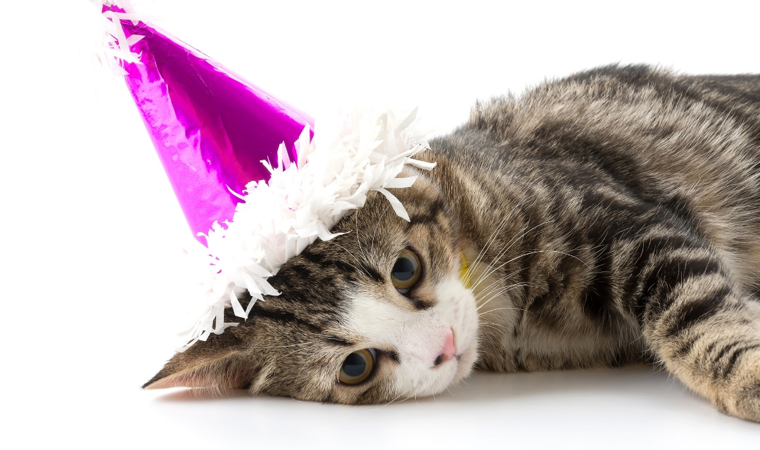 Image of cat laying down with pink party hat on head