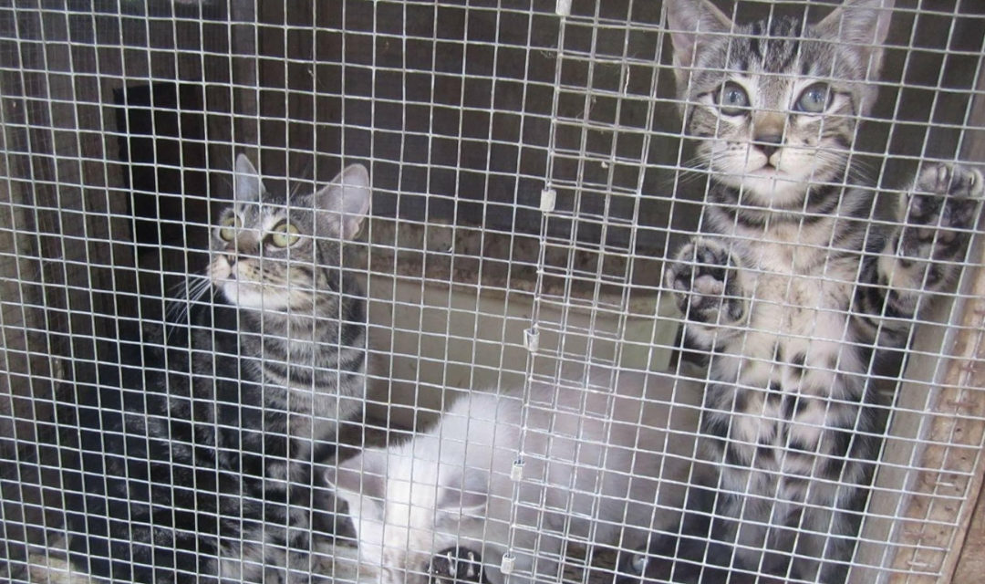 Three Cats Inside a Cage