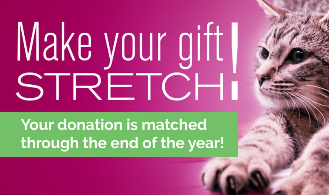 Banner saying "Make your gift stretch! Your donation is matched through the end of the year" with image of cat stretching