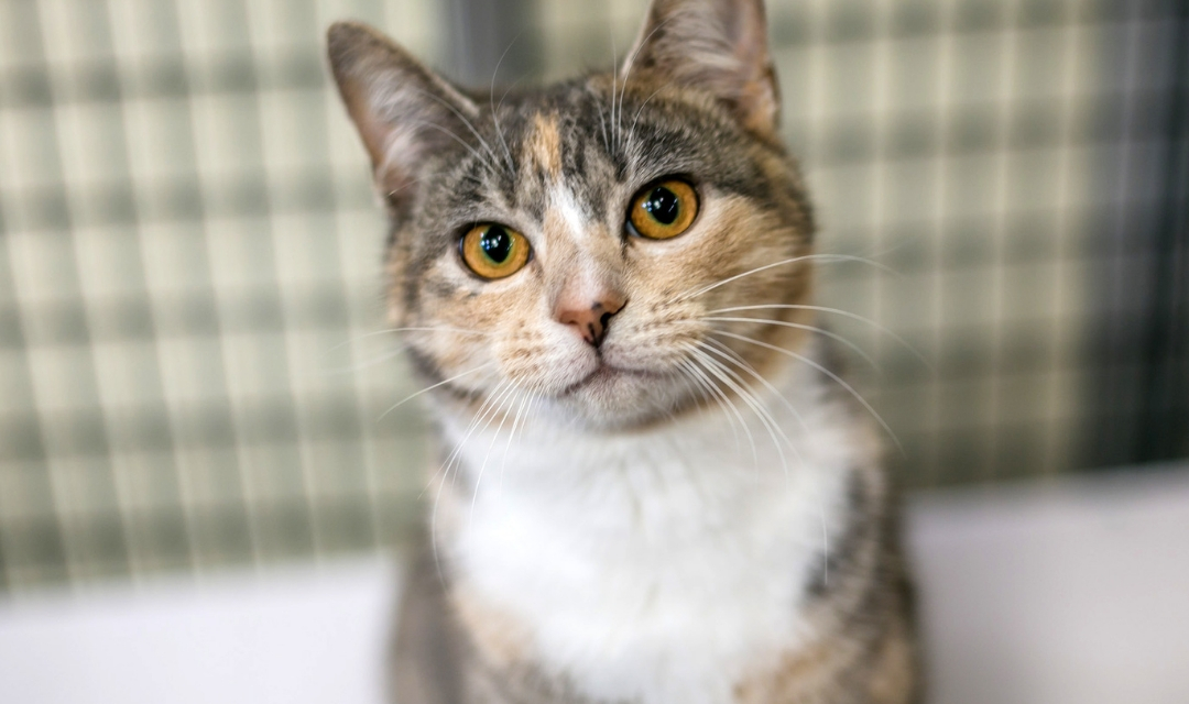 Image of brown/tortoise shell cat looking just off camera